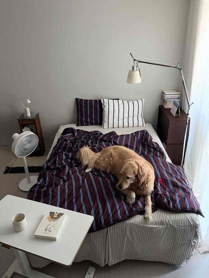 ホワイトトーンの寝室、ストライプの寝具とペットの犬がいる雰囲気のあるインテリア