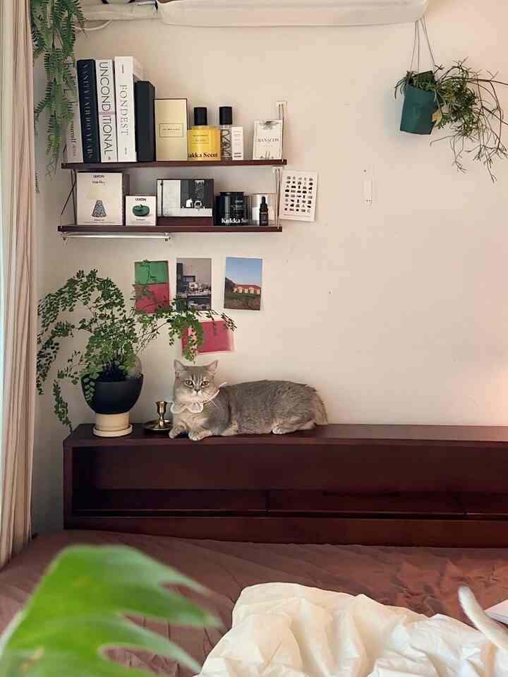 A cozy bedroom in brown and white tones featuring a cat resting on the bed frame and plants arranged on shelves
