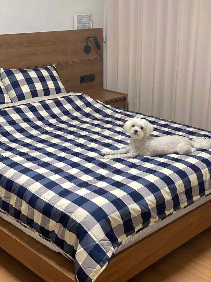 ナチュラルカラーとネイビーチェックの寝具が配置された寝室、白い犬がベッドに寝そべる落ち着いた雰囲気のインテリア