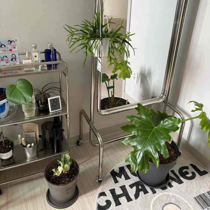 Small natural plant interior featuring silver frame mirror, metal shelving cart, and various potted plants in a compact room
