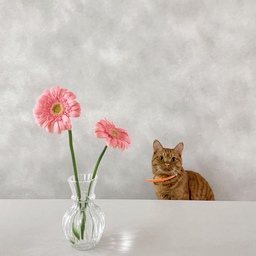 하나하나 차곡차곡 쌓아가는 순간들이
행복한 요즘 🐈
말썽쟁이 고양이 쪼랭이와 
함께 보내는 시간들을 기록해볼게요 📝
모든 공간에 노력이 닿지 않은 곳이 없는 우리집 🏡 
#인테리어 #구축인테리어 
#모던인테리어 #베이지인테리어 
#톤온톤인테리어 #베스띠벽지 