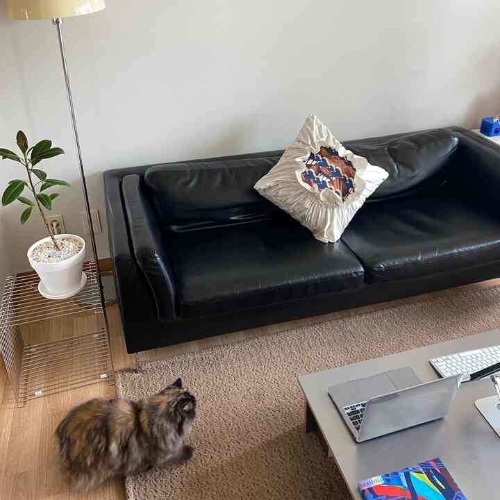 Living room with black leather sofa and beige carpet, featuring a plant on side table and floor lamp creating a cozy atmosphere