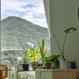 비온 뒤 맑음🌿 하늘에 구멍이 뚫린 듯 세차게 퍼붓던 비가 언제 그랬냐는듯 멈쳤네요
창문 활짝열고 시원한 바람 맞으며 한숨 돌리기🍃
.
.
.
#오늘의우리집 #콘수프기록 #오늘의가든 #식물선반 #식물트롤리 #식물트레이 #식집사일상 #맞팔 #필레아페페 #이오난사 #그리밋 #몬스테라 #마운틴뷰 #식물키우기 #식물집사 #식물추천 
7/19