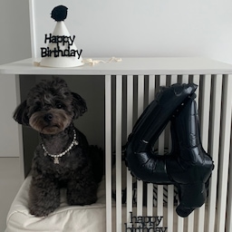 #집에서제일바빠 #콘수프기록
그레 생파 사진 올려봐요🖤🐶🖤
파티용품은 매년 남편이랑 그레 생일 때마다 재사용하는 제품들이고
숫자풍선만 새로 구매해서 사진 찍어주고 있어요🐾
사실 그레 사진도 1-2분만에 후다닥 찍고
생일이니까 그냥 맛있는 거 왕창 주고 산책하거나 운동장 가거나 그렇게 보내고 있어요🐶
근데 벌써 4살이 되어버린 그레
시간이 조금만 천천히 갔으면 좋겠어요 정말ㅠㅠ
쩡그레 아프지말고 행복하게 오래오래 건강하자
🖤🐶🖤
#강아지생일파티 #강아지생일 #생일파티 #파티용품 #생일파티용품 #숫자풍선 #생일토퍼 #생일모자 #꼬깔모자 #생일파티모자 #강아지쿠션 #강아지집 #