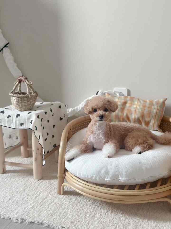 Natural beige and wood tone photo zone for a dog featuring rattan sofa, cushion, and textured rug with cozy ambiance