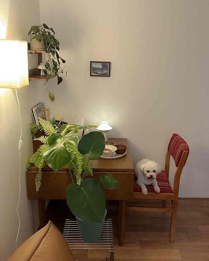 木目調とベージュのリビング、ダイニングテーブルとチェア、犬がいる居心地の良い空間