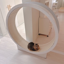 #콘수프기록 #내돈내산 #캣휠 #우다다
일곱 냥 중 막내 냥이 크림이~😻
캣휠을 아무도 안 타는데 우리 크림이만 신나게 탑니당~ ㅋ
문어 마녀에게 가위로 더벅더벅 털이 다 잘려서
자그마한 몸뚱이가 그대로 느껴지네요.
요즘은 크림이를 말랑 콩떡이라고 부릅니다~
말랑 콩떡 같아요~ ㅋㅋㅋ
캣휠은 고민을 많이 하다가 구입했어요.
자리 차지도 많이 하고, 디자인 부분도 마음에 딱 드는게 없었거든요.
디자인이 깔끔하면서 화이트인 제품을 오래도록 찾다가 발견한
우다다 캣휠입니당.
일곱 냥 중에 크림이 혼자 이용하고 있지만…
안 샀더라면 늘 고민했을 제품이라 잘 산거 같아요.
💛일곱 냥 이름 : 초코 우유 딸기 쨈 망고 젤리 크림💛
#프렌치인테리어 #화이트인테리어 
#일곱냥집사 #고양이 #반려묘 #맞팔 #집사
#냥템 #지류함 #컵선반 #이케아 #트롤리 #순네르스타 
#노르웨이숲 #고양이용품
#집사일상 #집사일기 #집사의하루 #집사의잘산템 
#고양이가있는집 #고양이인테리어 #고양이가사는집 
#고양이용품 #집사의집 #집사인테리어 #냥파라치
