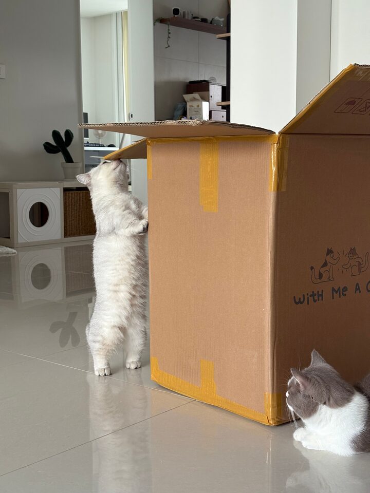 short form carousel card thumbnail