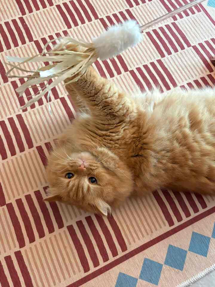 ベージュトーンのラグの上で遊んでいるかわいい猫がいる雰囲気のあるインテリア