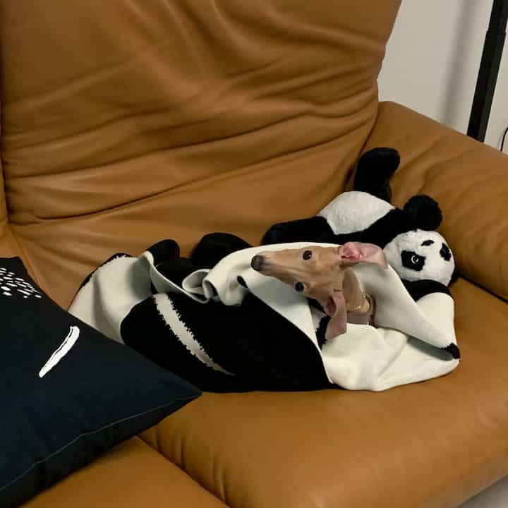 茶色のソファに黒白のニットブランケットで包まれた犬がいる、温かみのあるペットスペース