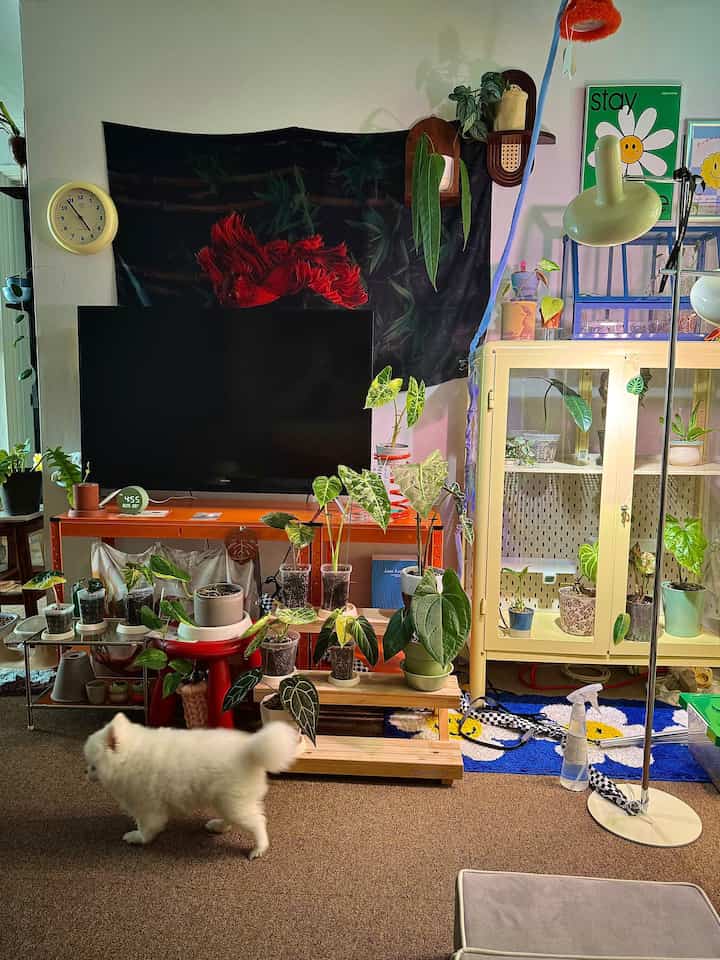 ナチュラルな木目調と豊かな植物が配置されたリビング、白い犬が床を歩いている雰囲気のあるインテリア