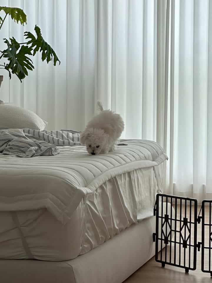 白を基調とした寝室、広いベッドの上に小さな犬とペットゲートが配置された落ち着いた雰囲気のインテリア