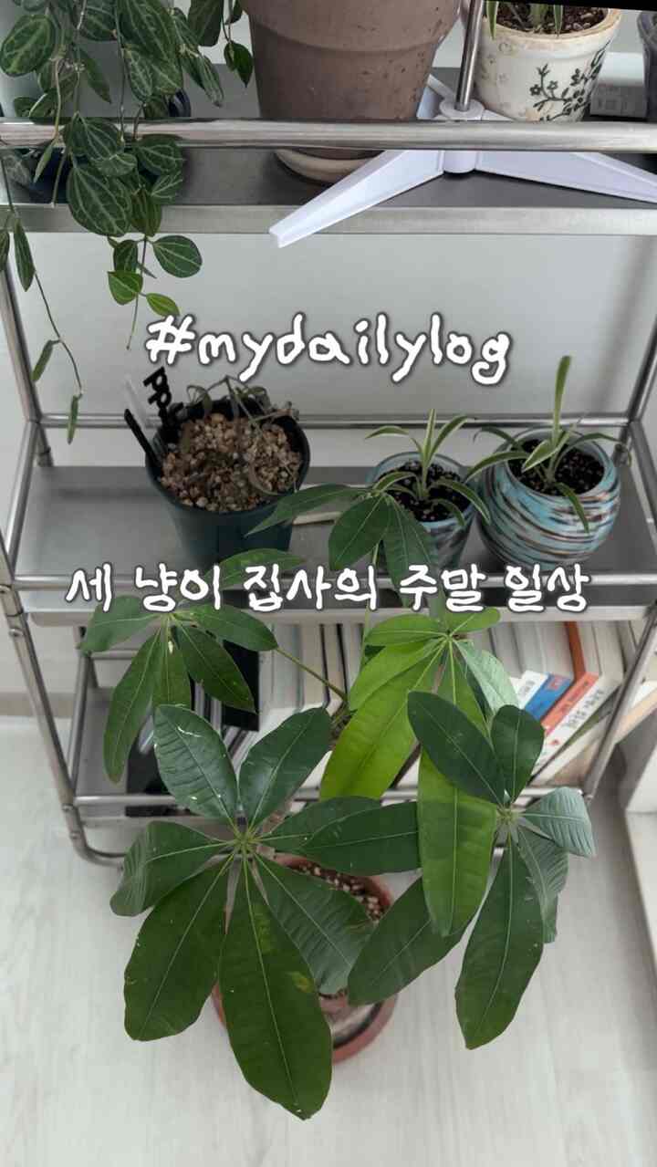 #mydailylog 

三ニャンが執事の週末日常🫧
あまりありませんが、中途半端のニャンと一緒にした大切な瞬間です🤍
チャレンジのおかげで、日常をビデオに収めて編集してみます。
何か癒される感じですね☺️

＃ニャンテリア＃猫の執事＃執事日常＃猫と一緒に暮らす空間 