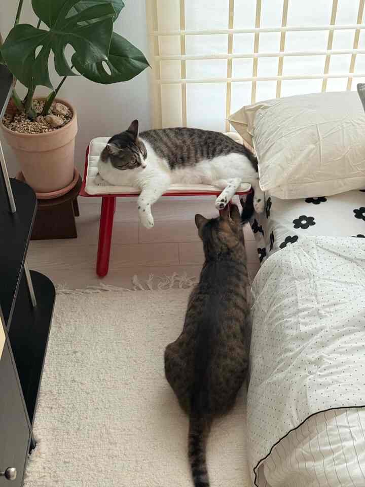 ベージュとホワイトの色調の寝室空間、ベッド横の赤いペットベッドに2匹の猫がいる、雰囲気のあるインテリア