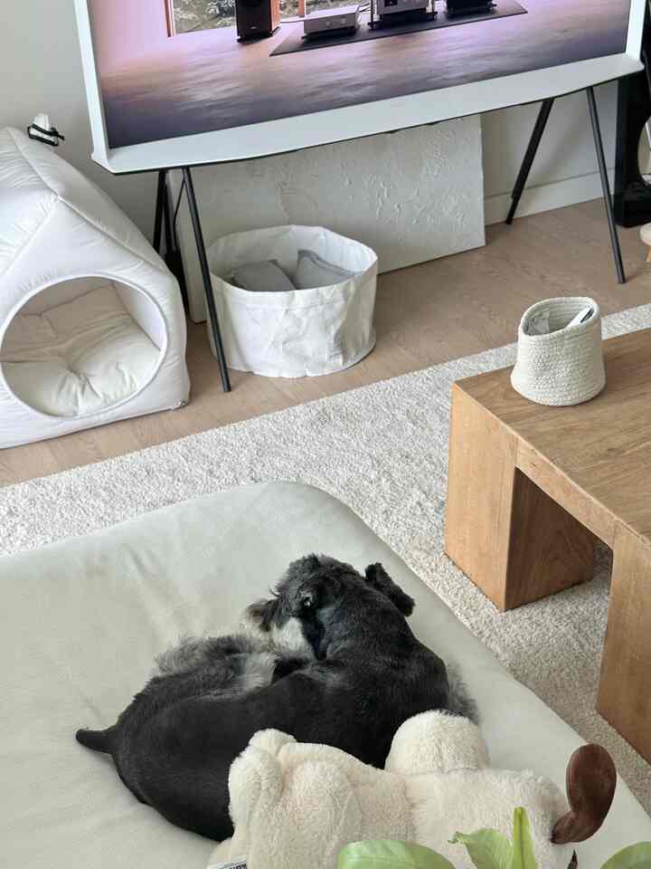 ナチュラルカラーのリビング、白いスリップバックチェアと木製コーヒーテーブルが配置され、犬がくつろいでいる雰囲気のあるインテリア