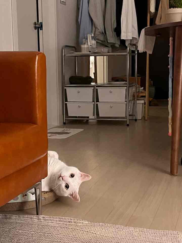 ナチュラルな木目調フローリングとミッドセンチュリーモダン家具、オレンジのソファと白い猫がいる居心地の良いリビング