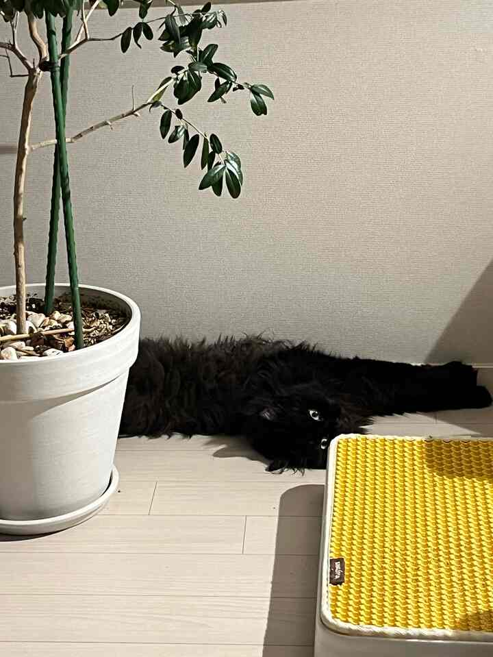 白を基調とした壁と床の空間、左に植物の鉢、右に黄色いペットステップがあり、黒い猫が床でくつろいでいる雰囲気のあるインテリア