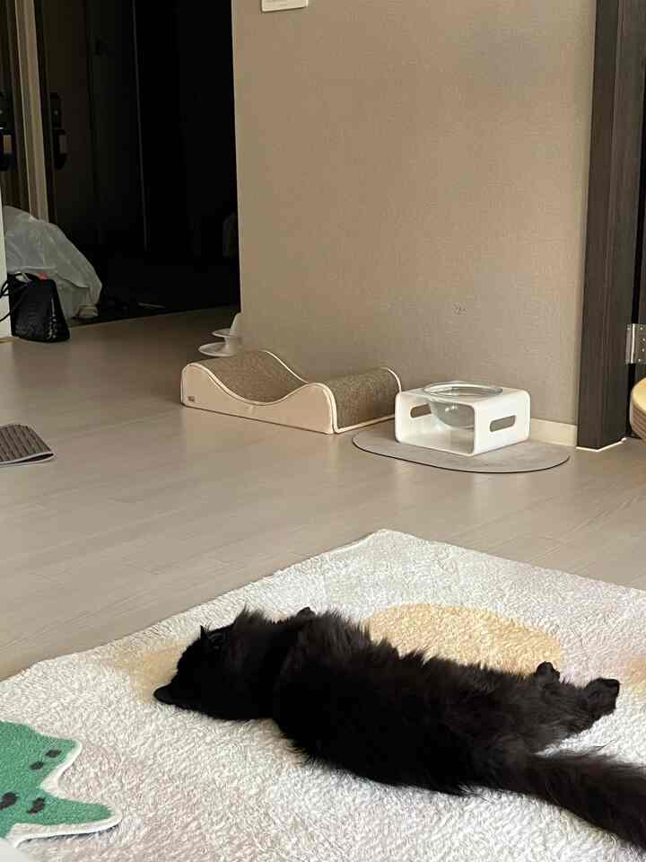 ベージュの床と壁、白いカーペットの上に黒い猫が寝そべるペットに優しい空間