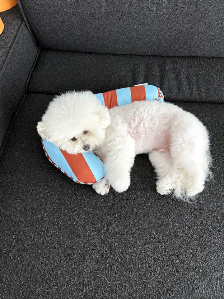 黒いファブリックソファの上に、ストライプのネックピローをして横たわる白い犬がいる落ち着いたリビング空間