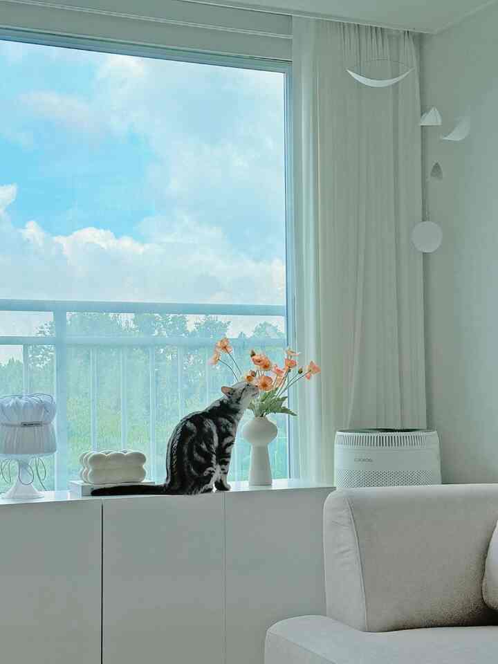 ＃コンスープ記録＃かわいい家＃猫

🌸花の香りを演じる感性猫が大好きですか？ ✿


#cat #かわいい猫 #アメリカン #アメリカンショートヘア
＃ホワイトインテリア＃インテリアアクセサリー＃感性小道具