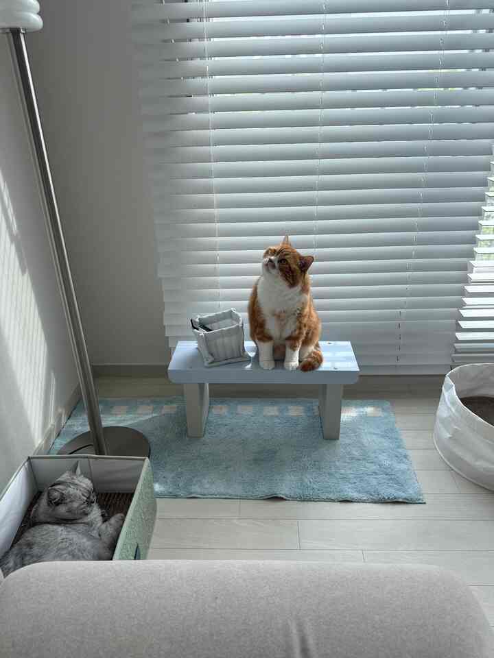 ホワイトブラインドの背景にナチュラルカラーの部屋、小さなベンチに座る茶色の猫とバスケットに寝るグレーの猫がいる雰囲気のある空間