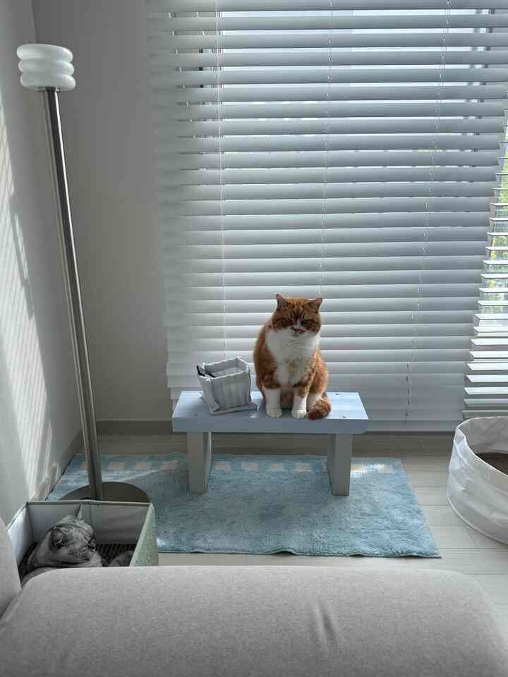 Natural and white toned living room featuring white blinds, a bench with a ginger cat, and a floor lamp creating a peaceful atmosphere