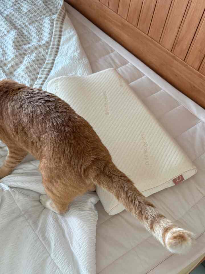 Natural-toned bedroom featuring a cat with comfortable pillows and bedding in a cozy space