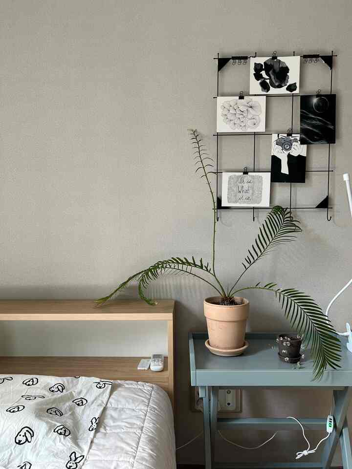 私は多肉植物を育てるのが難しいです。
水を与えるタイミングがよくわかりません🥲
小さな鉢植えの植物はラブチェーン金という植物です。
最初に連れてきたときは豊かでしたが、今は3本しか残っていません。

長生きしてください。

＃装飾＃植物インテリア＃土分  
#roomdecor #plantstyle