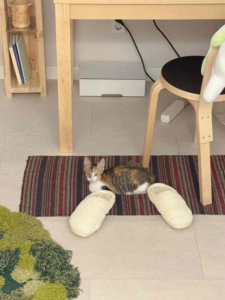 ベージュの床とナチュラルな木目調の家具のあるリビング、パターン入りラグの上に猫がくつろいでいる雰囲気のあるインテリア