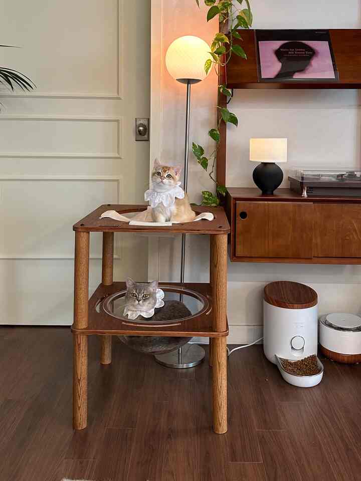 ＃コンスープ記録集＃私たちの家のムードボード＃猫の家 

我が家のマスコット
メイとクルミです。 🫶😊😊😊


 ＃ニャンテリア＃ペットテリア＃執事日常＃執事インテリア＃ニャンテリア＃ペットテリア 
＃日常＃レビュー＃かわいいテム＃アパートのインテリア
＃ビンテージインテリア＃プランテリア＃ホームスターグラム＃スペシャルクリエイター＃今日の私たちの家