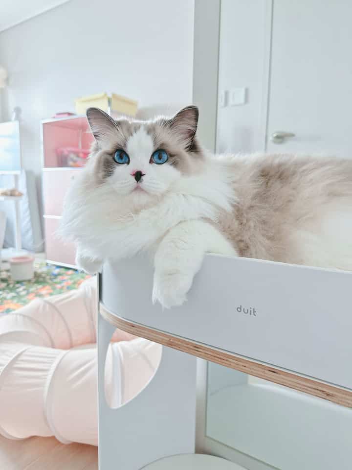 明るいホワイトトーンのリビング、猫用ベッドが配置されたシンプルで雰囲気のあるインテリア