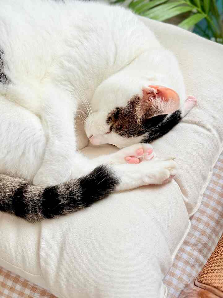 #같이사는집 #고양이와함께 #고양이가있는집 