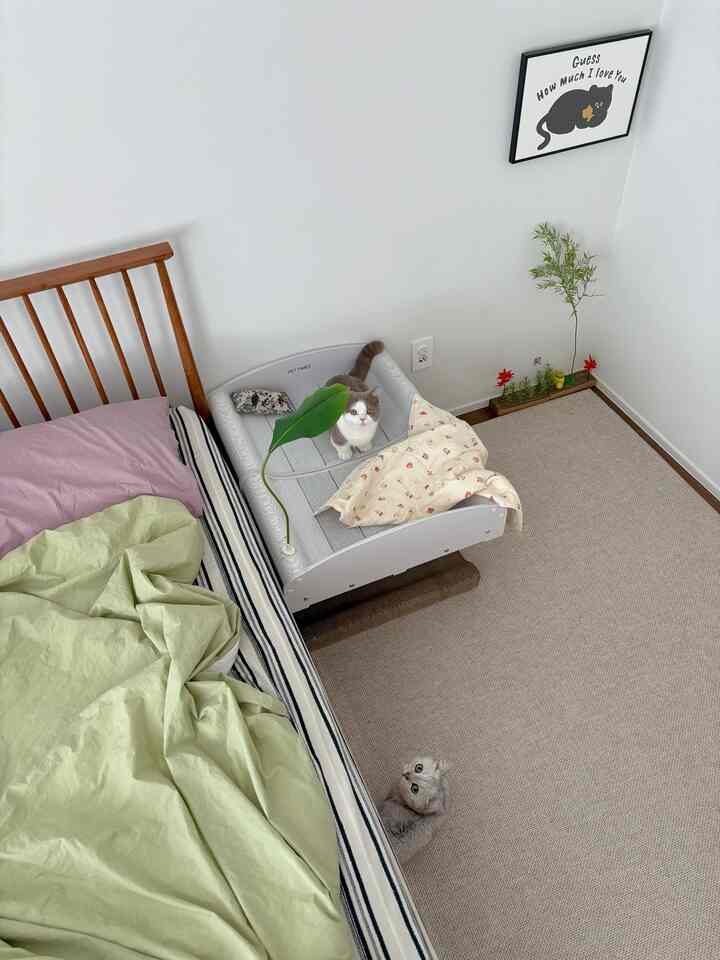 ベージュのラグが敷かれた寝室に木製ベッドと猫用ペットベッド、爪とぎが配置されたナチュラルモダンなインテリア