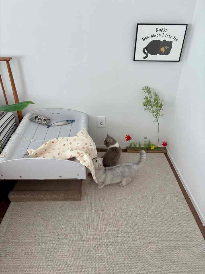 ホワイトの壁とベージュのラグが敷かれた寝室の隅に木目調のベッドとキャットベッド、2匹の猫がいる雰囲気のあるインテリア