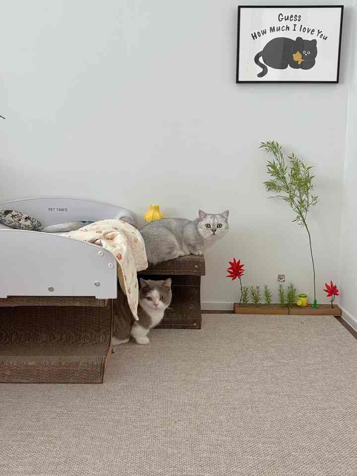 白い壁とベージュのラグが敷かれた寝室、キャットスクラッチャーとペットベッドに二匹の猫がいる雰囲気のあるインテリア