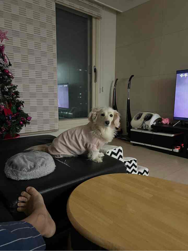 黒いソファと丸い木製テーブルが置かれたリビング、ピンクの服を着た犬がソファに座っている雰囲気のあるインテリア