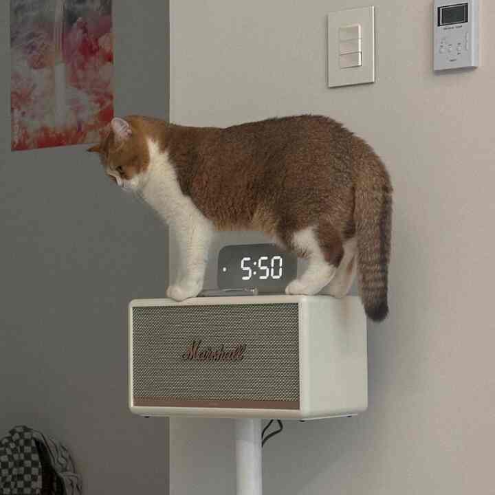 Kami sudah dua tahun menikah, dan kami tinggal bersama seekor kucing yang lucu. 👰🏻‍♀️🤵🏻🐈💚

Hidup bersama kucing itu seperti setiap perabot berubah menjadi menara kucing, tempat persembunyian. 🫧

Kami sudah tinggal bersama kucing selama tiga bulan, dan sebagai pemilik kucing baru, semuanya selalu baru dan menarik. 🌱💚

#HidupBersamaKucing #거실인테리어 #스피커추천 #스피커스탠드 #화장대의자 #화장대 #고양이가있는집 #고양이 #고양이집사 #고양이가사는집 #고양이와함께사는공간