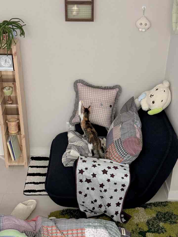 ナチュラルな木製シェルフとネイビーブルーのアームチェアが配置された小さなワンルーム、クッションの上で遊ぶ猫がいる雰囲気のあるインテリア