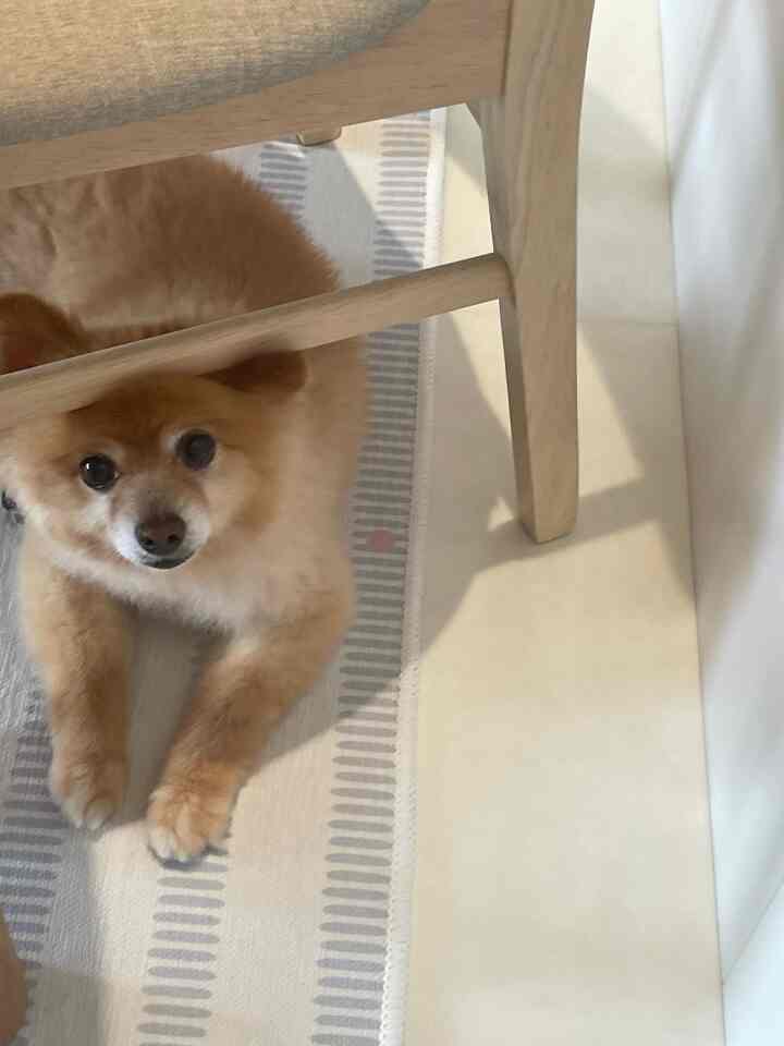 明るい木目調のダイニングチェアの下のラグの上に寝そべる小さな茶色い犬がいる温かみのある空間