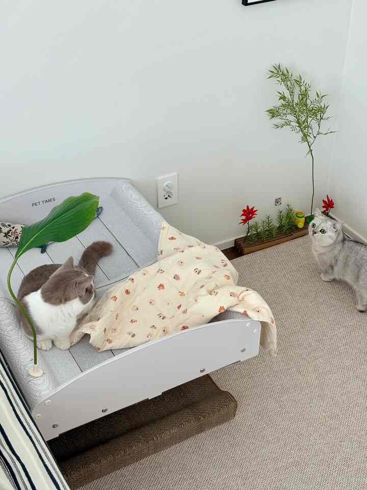 白い壁とベージュのラグが敷かれた空間にキャットベッドと爪とぎが配置され、二匹の猫がいる雰囲気のあるペットスペース