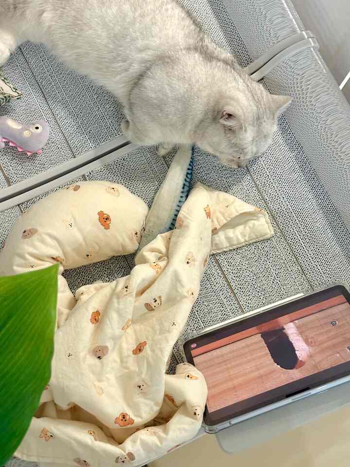 柔らかなグレーの爪とぎの上に猫と犬の柄のブランケットが置かれたペット空間