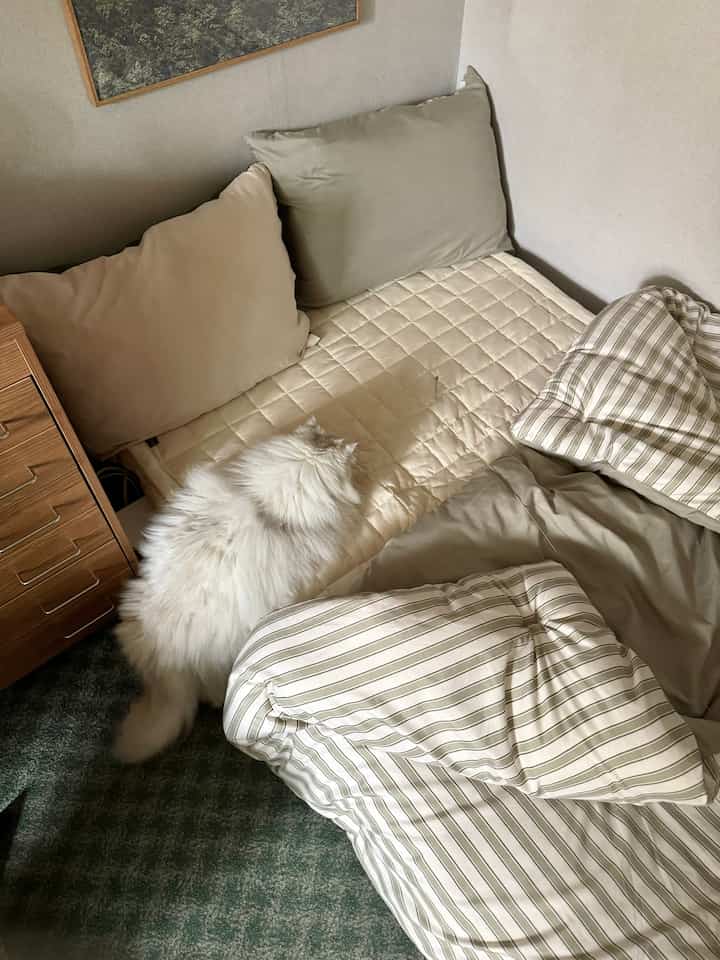 ナチュラルカラーと木目調の寝室、枕と寝具のあるベッドの上に猫が座っている雰囲気のある空間