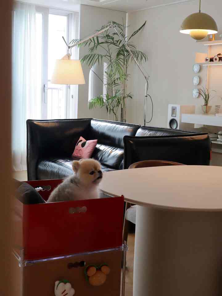 Natural tone dining room featuring black sofa and red pet chair with small dog, creating a cozy atmosphere