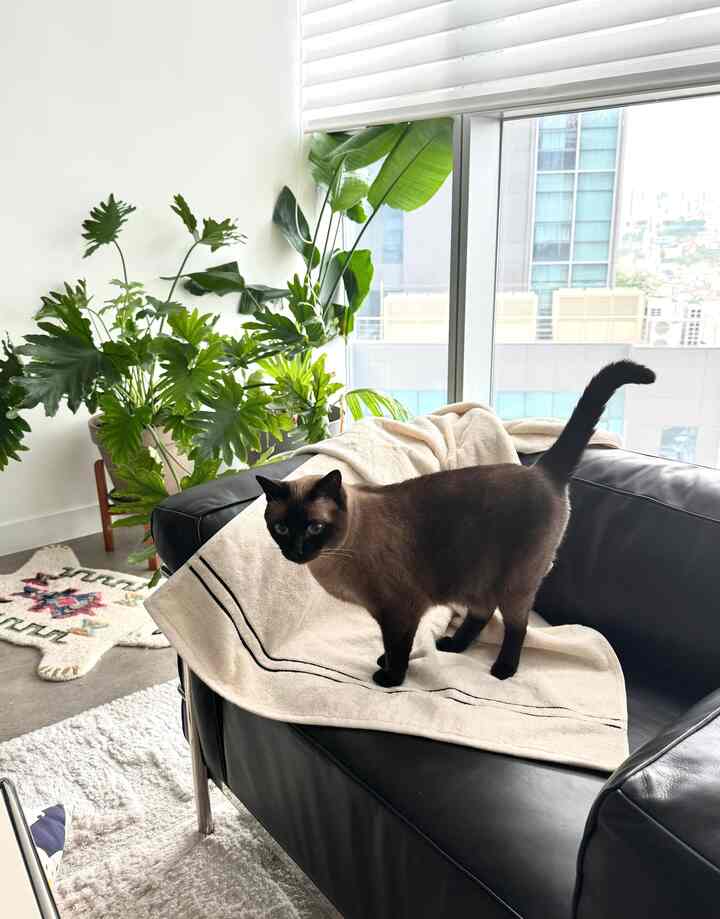 애슈슈さんのインテリア実例写真