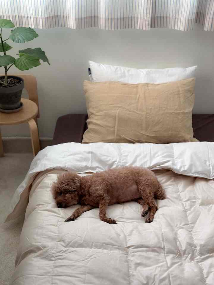 ナチュラルな色調の寝室で、ベージュとホワイトの寝具の上に犬が気持ちよさそうに横たわる、雰囲気のあるインテリア