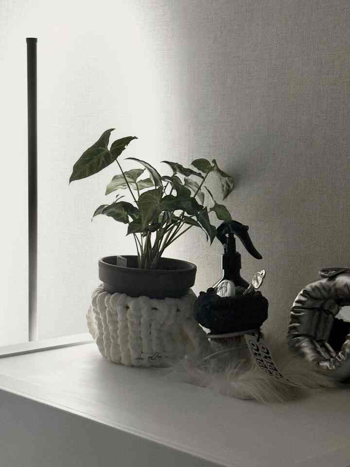 #같이사는집

Syngonium, a companion plant that brings life to our home. I've been using the flower pot cover as a place to put my writing utensils, then as a place to put the flower pot :) Lately, I've been really drawn to flower pot covers.🌿

I want to make my plants even prettier,,🖤

#MidCenturyInterior #미드센츄리 #오늘의집 #데스크테리어 #화이트인테리어 #쇠테리어 #집꾸미기 #방꾸미기 #책상꾸미기 #선반꾸미기 #인테리어소품 #소품인테리어 #식물 #러그 #홈스타일링 #조명 #침실인테리어 #침실 #주말 #일상 #팔로우 #좋아요 #맞팔 #맞팔환영 #소통 #인스타그램