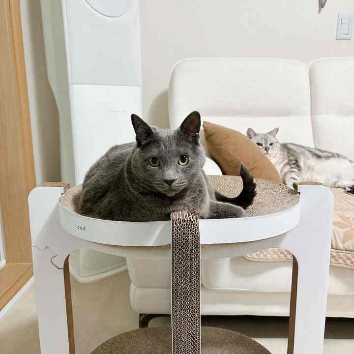 ベージュとブラウンの色調のリビングルーム、中央の猫用スクラッチャーに座る猫と白いソファに横たわる2匹の猫が見える印象的な空間