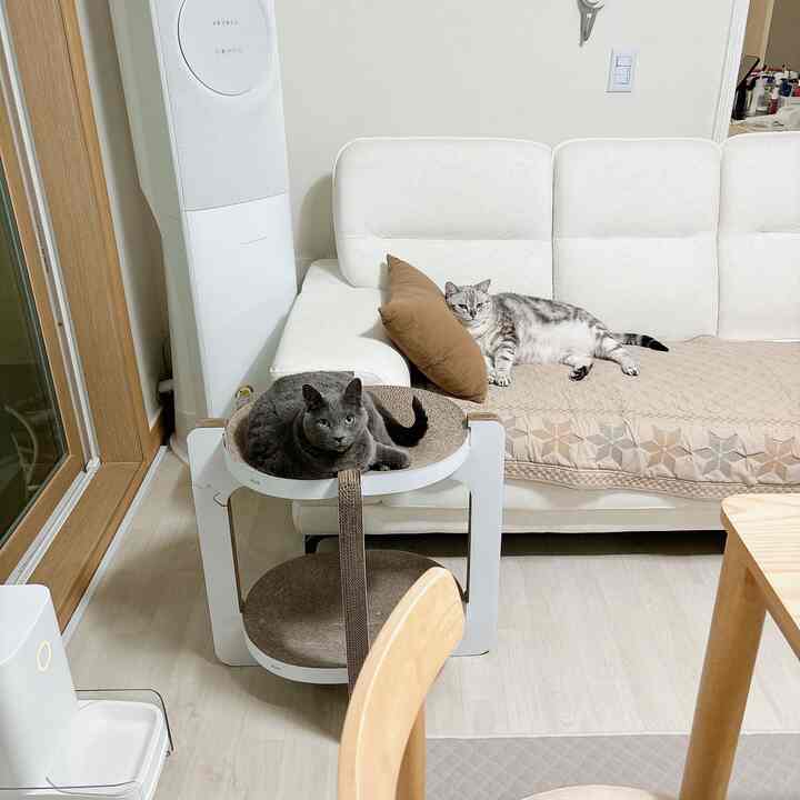 白と茶色の色調のリビング、2匹の猫と爪とぎが配置された温かみのある空間