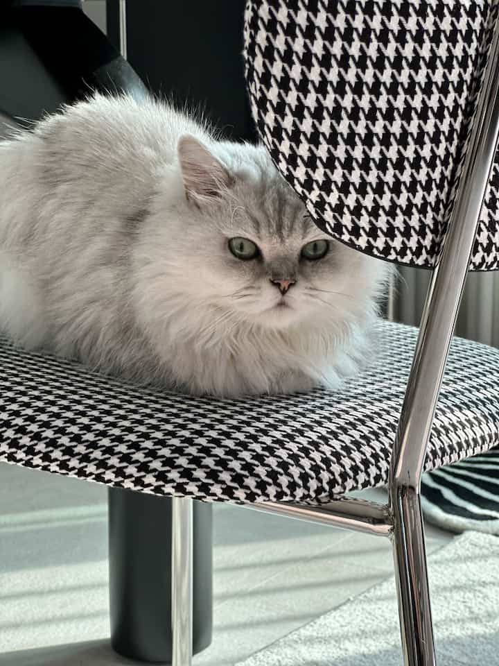 シルバー色の猫が黒白のハウンドトゥース柄アームチェアに座っている落ち着いた室内環境