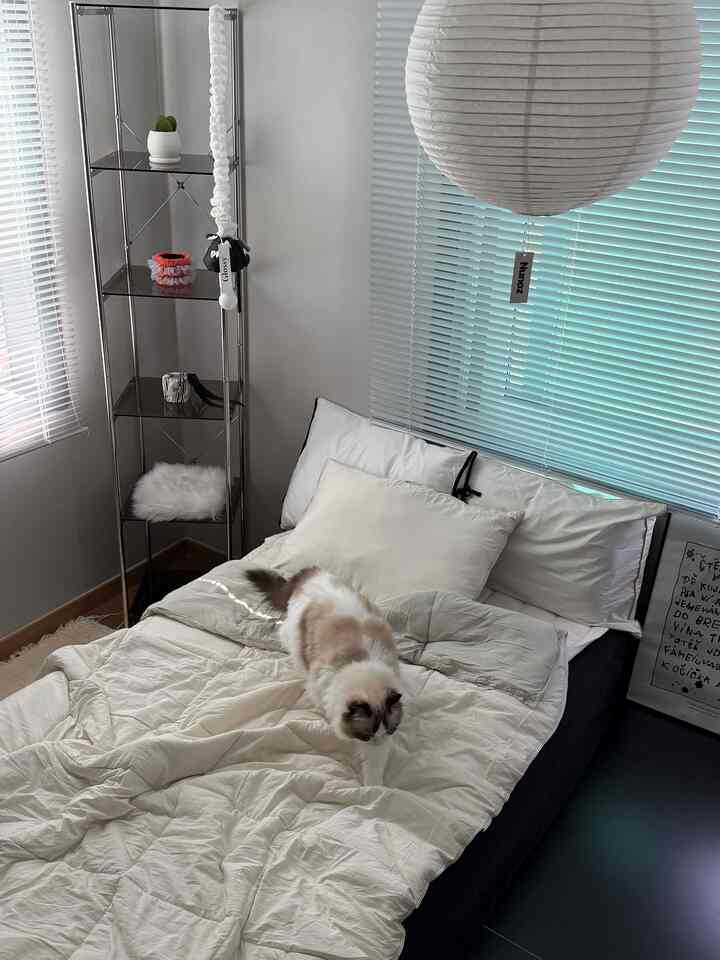 White-toned bedroom featuring a cozy bed with pillows and a cat, creating a simple and natural atmosphere